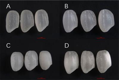 Phenotypic differences in the appearance of soft rice and its endosperm structural basis